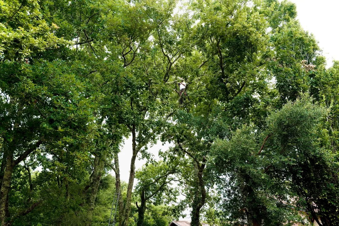 Oak canopy with a tree surgeon working aloft