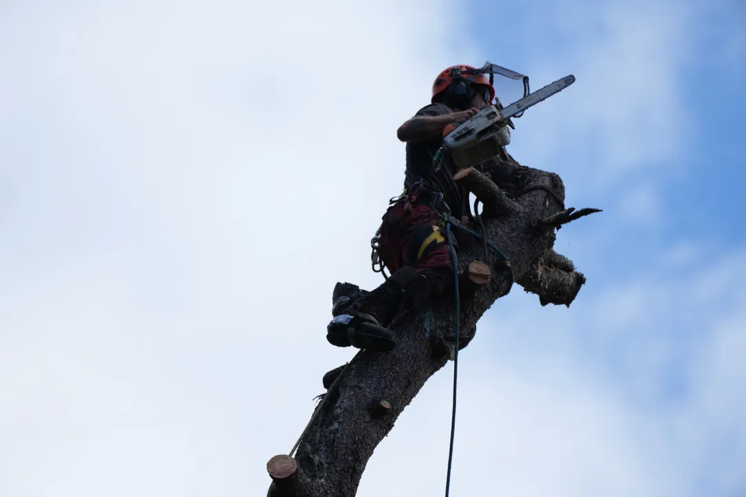 Dismantling a tree from the crown