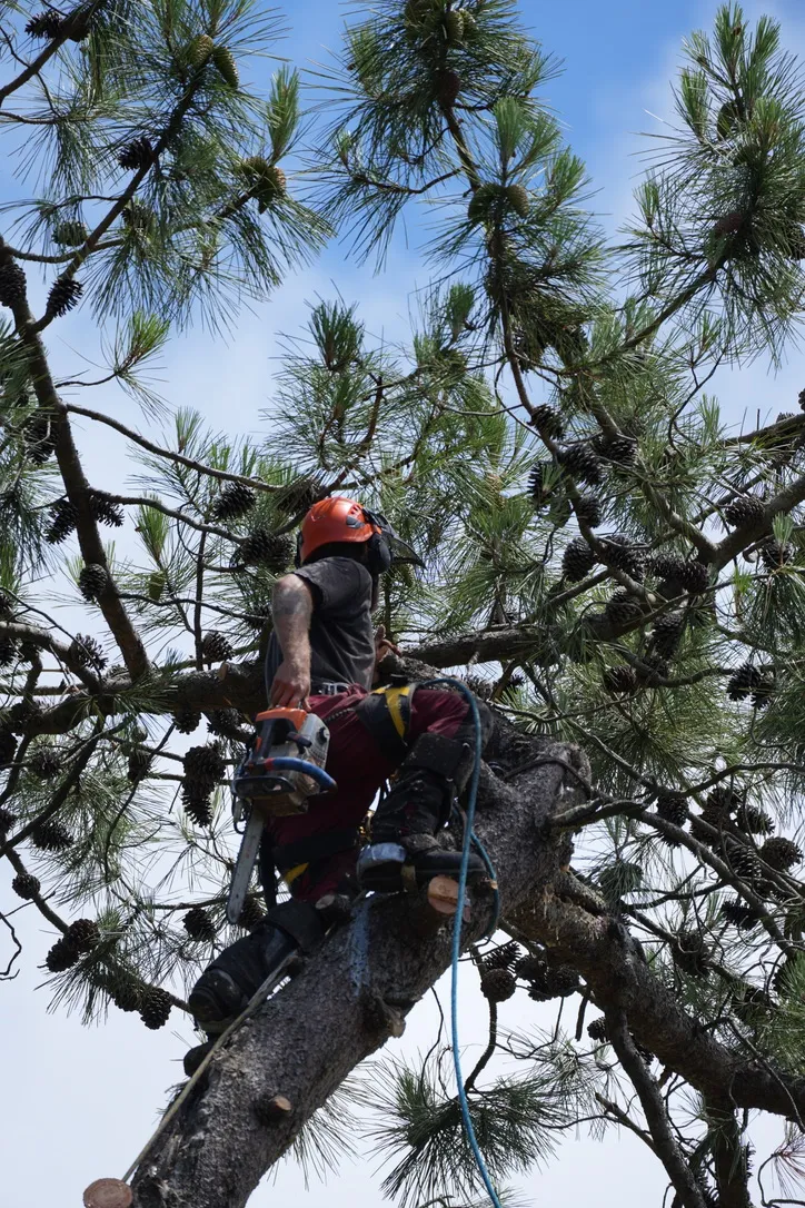 Pruning a maritime pine in the Landes