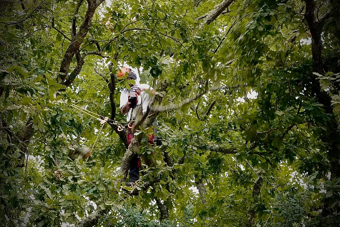 Élagueur encordé taillant un chêne