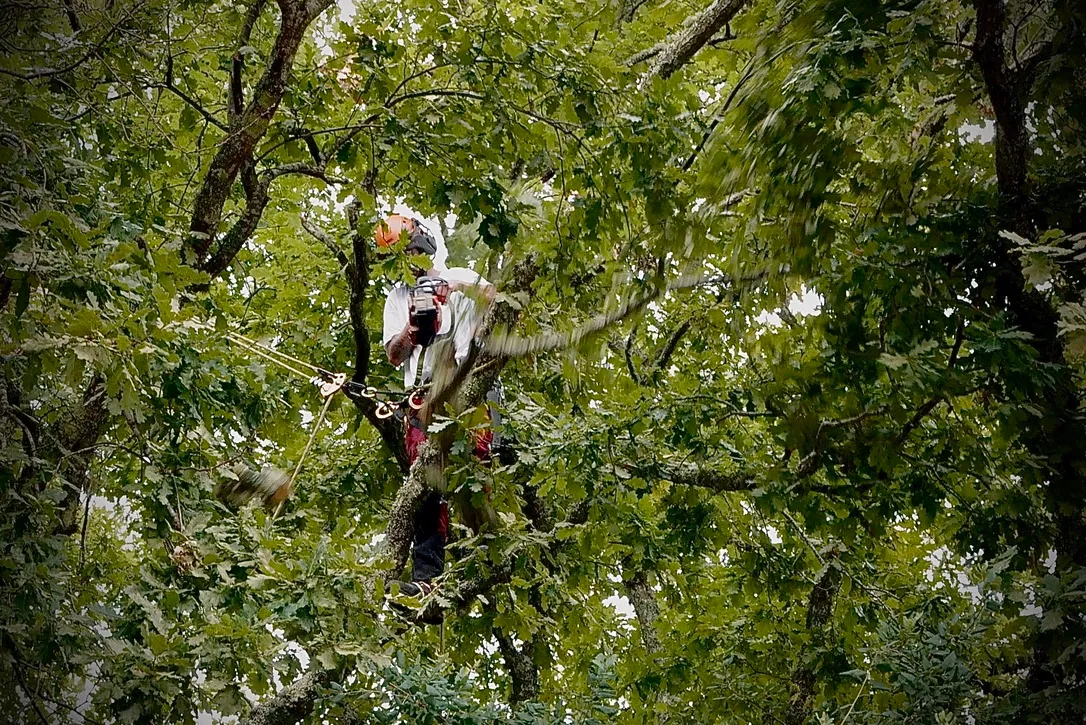Tree surgeon pruning an oak