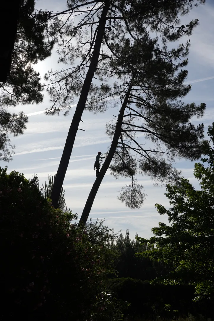 Tree surgeon climbing a maritime pine