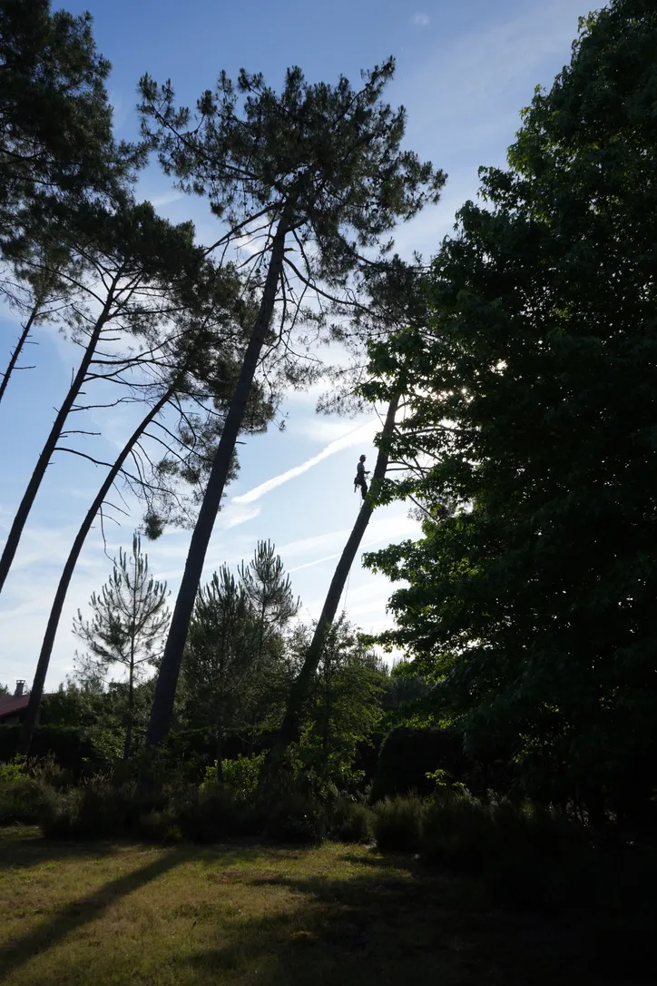 Landes garden with trimmed hedges and maintained pines