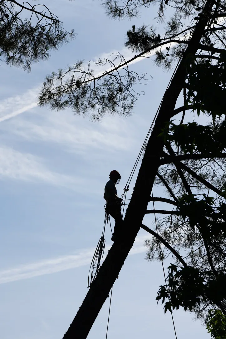 Climber in silhouette in a tree