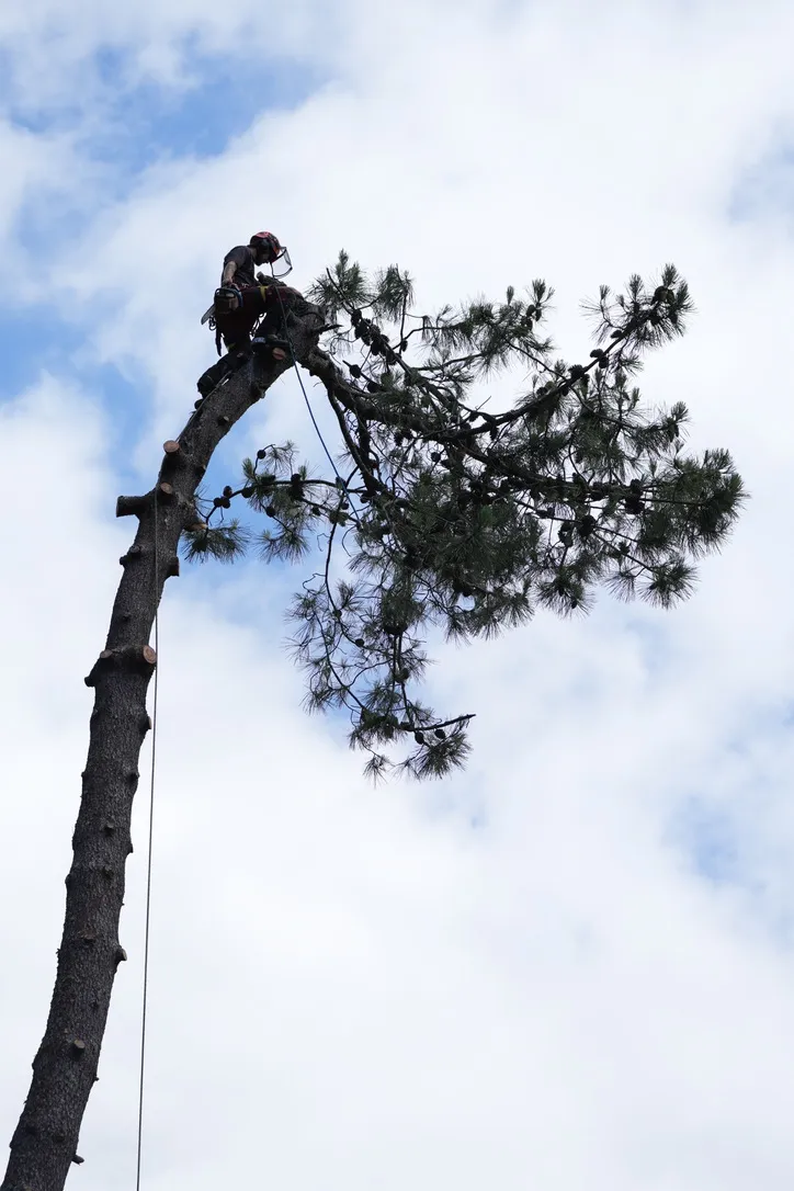 Dismantling the top of a maritime pine
