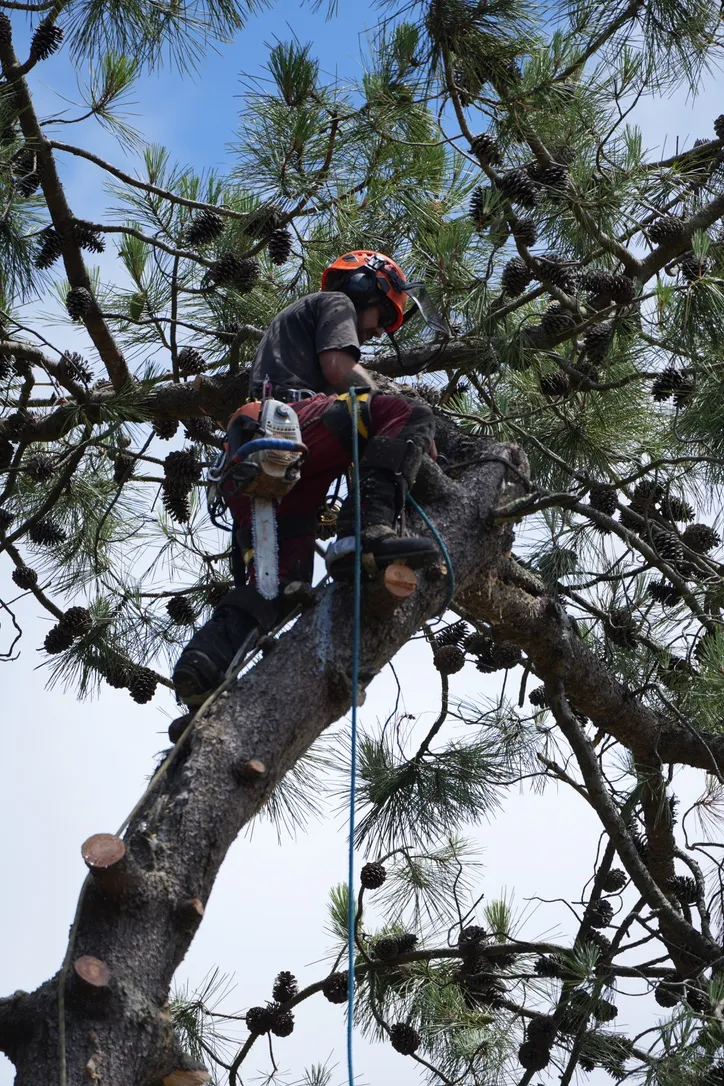Pruning a scaffold branch