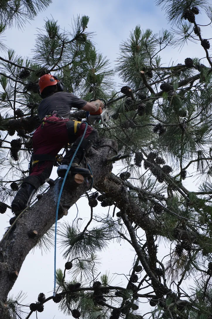 Chainsaw work high in a tree