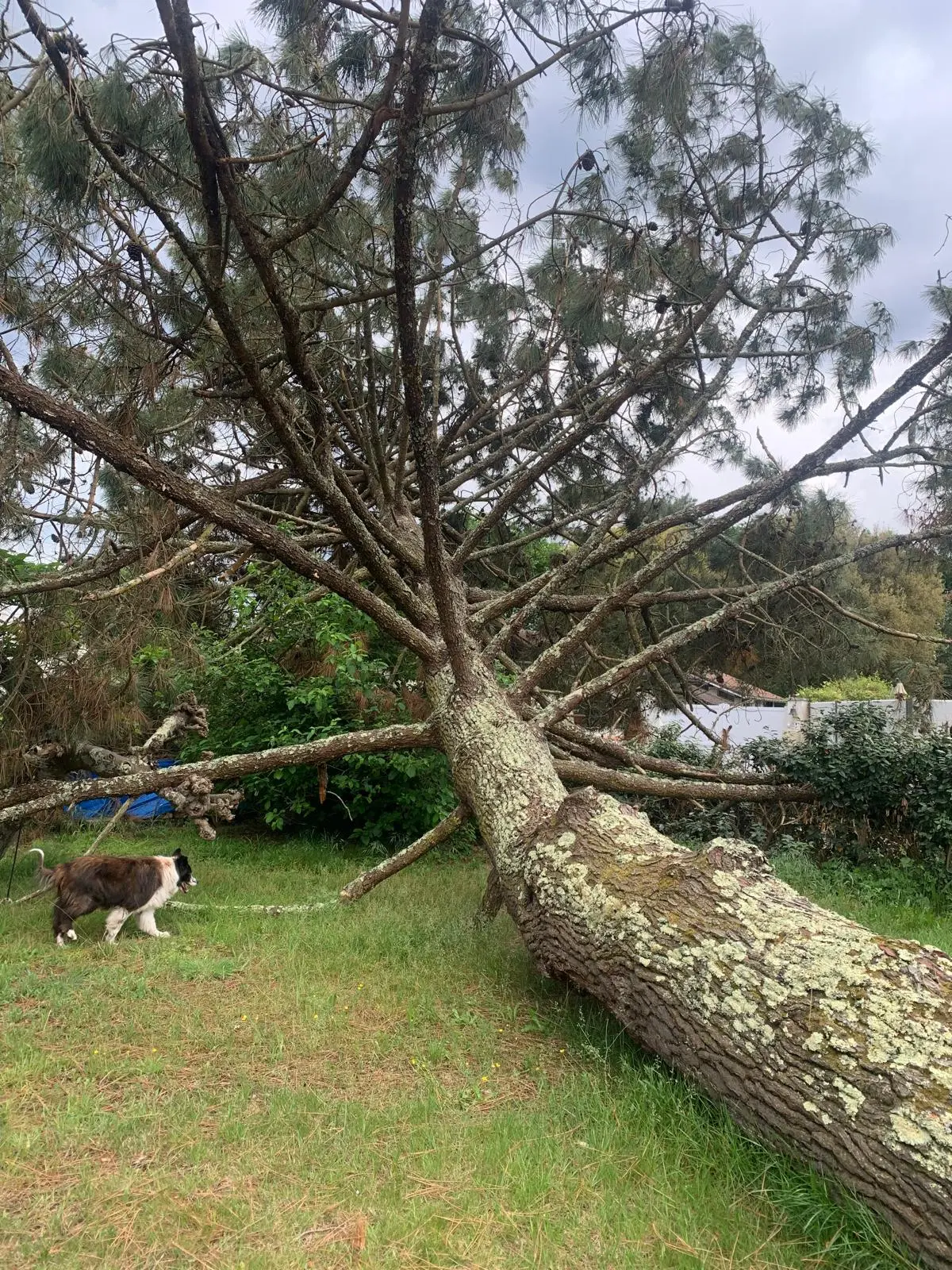Grand pin déraciné couché dans un jardin à Vieux-Boucau